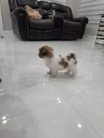 Bobi's Shih Tzu , a male Shih Tzu for sale in Homestead, FL – 4 of 6