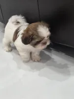 Bengi's Shih Tzu , a male Shih Tzu for sale in Homestead, FL – 3 of 6