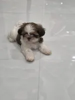 Bengi's Shih Tzu , a male Shih Tzu for sale in Homestead, FL – 2 of 6
