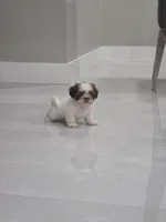 Rocky's Shih Tzu , a male Shih Tzu for sale in Homestead, FL – 3 of 4