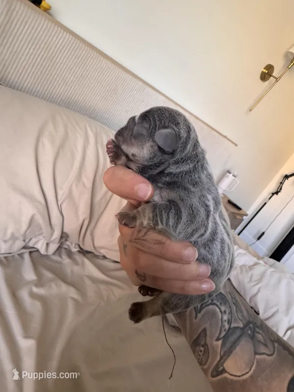 Peanut  – French Bulldog puppy for sale in Oklahoma City, OK