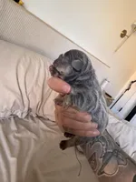 Peanut , a female French Bulldog for sale in Oklahoma City, OK – Photo 1 of 4