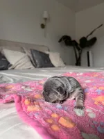 Peanut , a female French Bulldog for sale in Oklahoma City, OK – Photo 2 of 4