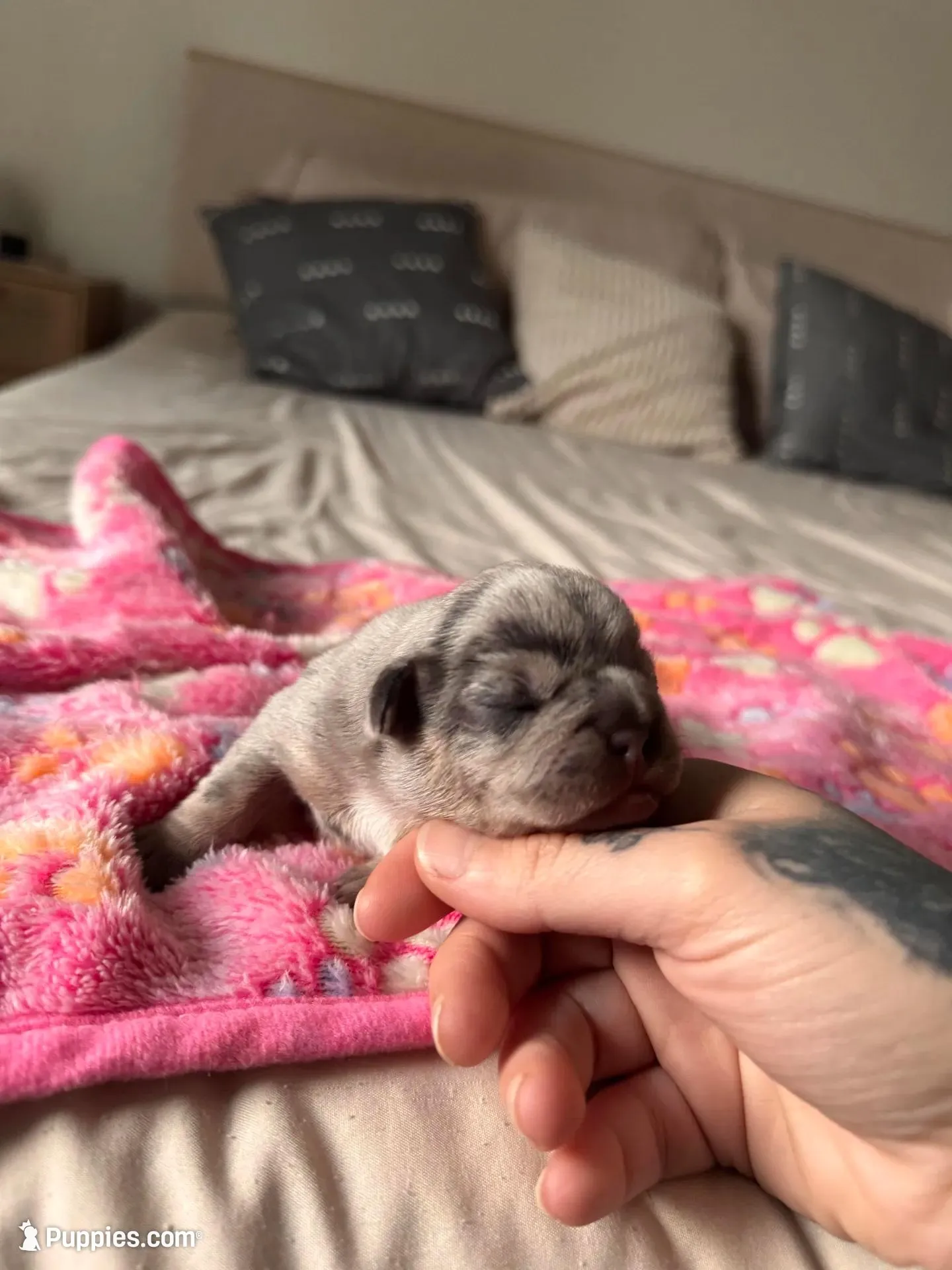 Lilly  – French Bulldog puppy for sale in Oklahoma City, OK