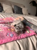 Lilly , a female French Bulldog for sale in Oklahoma City, OK – Photo 2 of 4