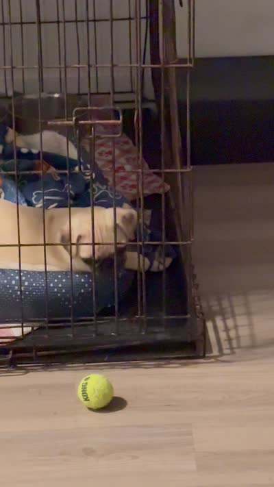 Nala, a female Pug for sale in Port St. Lucie, FL – 6 of 6