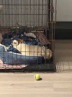 Nala, a female Pug for sale in Port St. Lucie, FL – 4 of 6