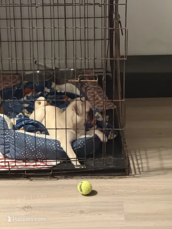 Nala – Pug puppy for sale in Port St. Lucie, FL