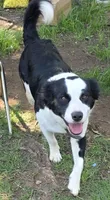 Panda, a female Labrador Retriever for sale in Del City, OK – 2 of 6