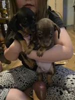 Chihuahua and dachshund mixed, a male Dachshund and Chihuahua for sale in Del City, OK – 2 of 2