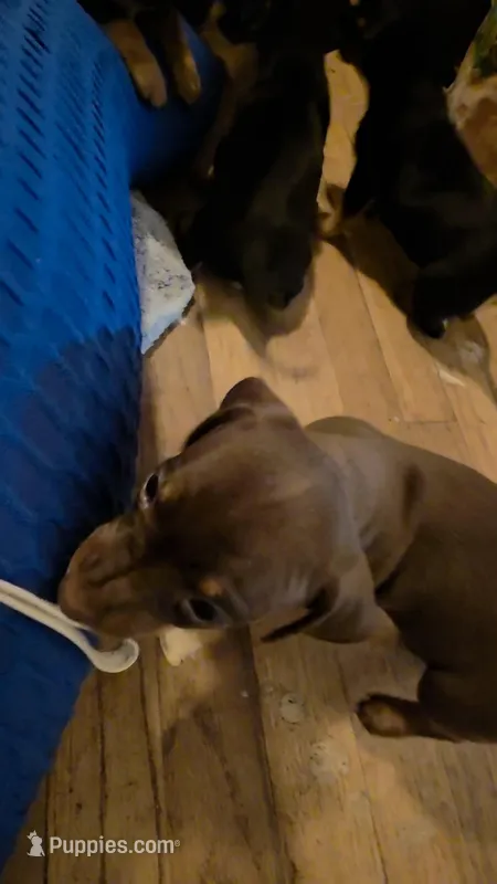 Chihuahua and dachshund mixed – Dachshund, Chihuahua puppy for sale in Del City, OK