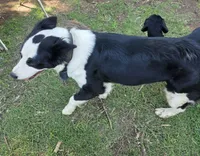 Panda, a female Labrador Retriever for sale in Del City, OK – 5 of 6
