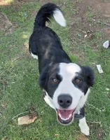 Panda, a female Labrador Retriever for sale in Del City, OK – 6 of 6