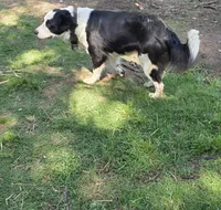 Panda, a female Labrador Retriever for sale in Del City, OK – 3 of 6