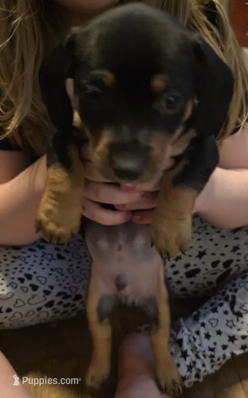 Chihuahua and dachshund mixed – Dachshund, Chihuahua puppy for sale in Del City, OK