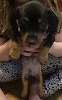 Chihuahua and dachshund mixed, a male Dachshund and Chihuahua for sale in Del City, OK – 1 of 1