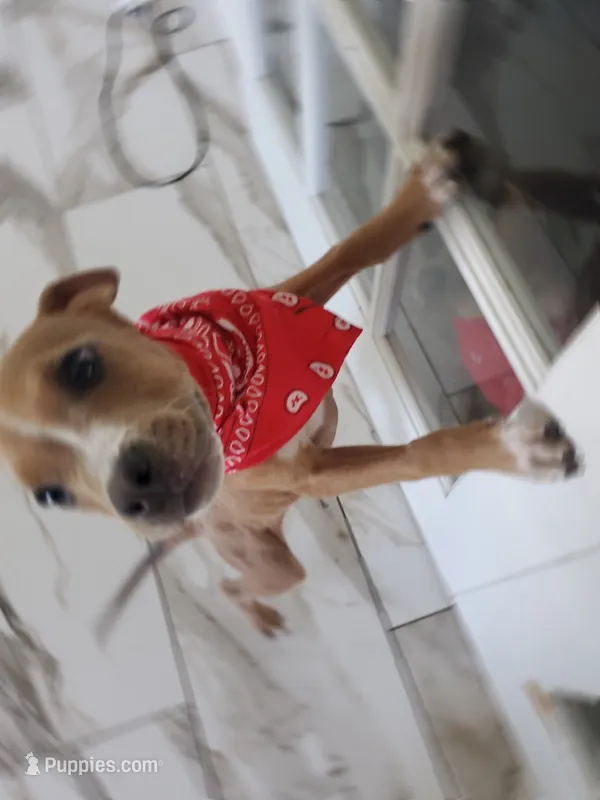 Ka$h – American Staffordshire Terrier puppy for sale in Coldwater, MI