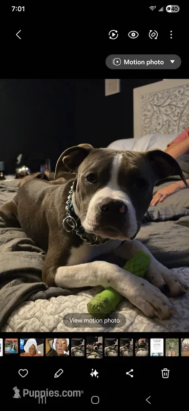 Biggie – American Staffordshire Terrier, American Bully puppy for sale in Coldwater, MI