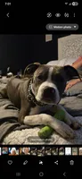 Biggie, a male American Staffordshire Terrier and American Bully for sale in Coldwater, MI – 4 of 8