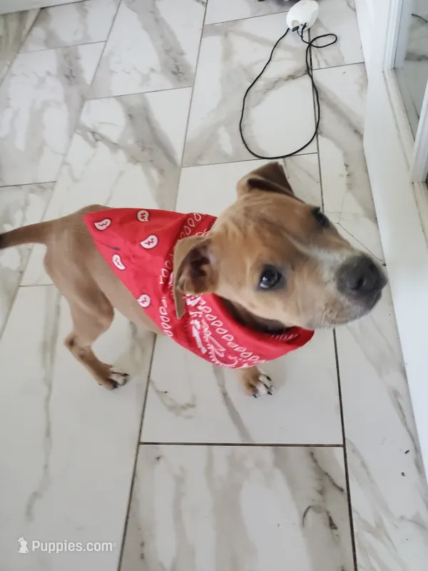 Nike – American Staffordshire Terrier puppy for sale in Coldwater, MI