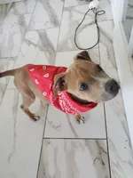 Nike, a female American Staffordshire Terrier for sale in Coldwater, MI – 1 of 5