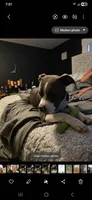 Biggie, a male American Staffordshire Terrier and American Bully for sale in Coldwater, MI – 7 of 8