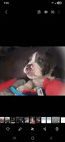 Biggie, a male American Staffordshire Terrier and American Bully for sale in Coldwater, MI – 5 of 8