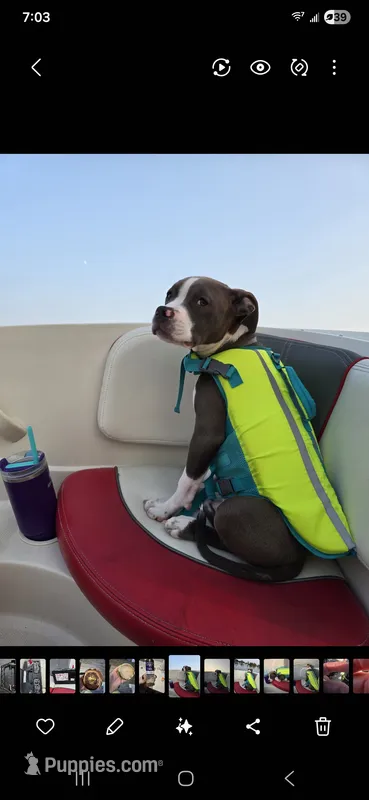 Biggie – American Staffordshire Terrier, American Bully puppy for sale in Coldwater, MI