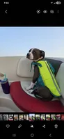 Biggie, a male American Staffordshire Terrier and American Bully for sale in Coldwater, MI – 1 of 8