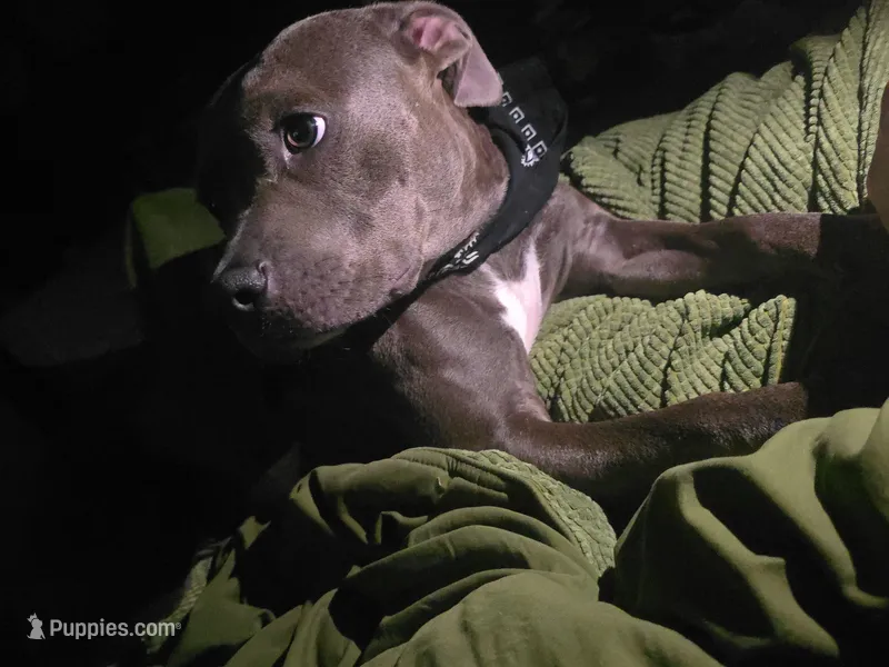 Cardi B – American Staffordshire Terrier puppy for sale in Coldwater, MI