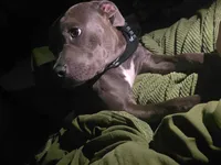 Cardi B, a female American Staffordshire Terrier for sale in Coldwater, MI – 1 of 9