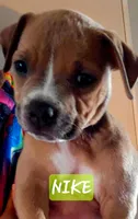 Nike, a female American Staffordshire Terrier for sale in Coldwater, MI – Photo 2 of 2