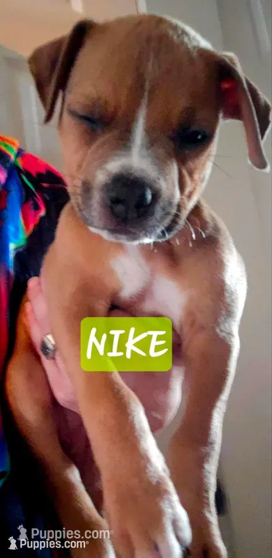 Nike – American Staffordshire Terrier puppy for sale in Coldwater, MI