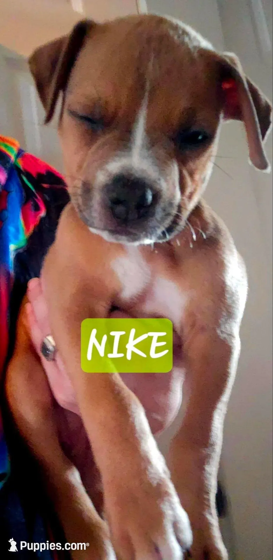 Nike, a female American Staffordshire Terrier for sale in Coldwater, MI – Photo 1 of 2
