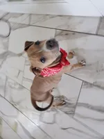 Nike, a female American Staffordshire Terrier for sale in Coldwater, MI – 4 of 5