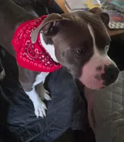 Biggie, a male American Staffordshire Terrier and American Bully for sale in Coldwater, MI – 8 of 10