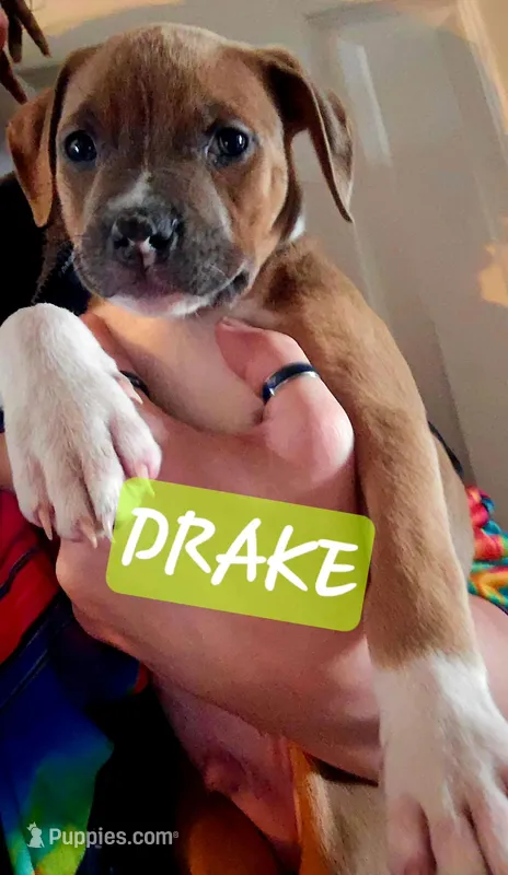 Drake – American Staffordshire Terrier puppy for sale in Coldwater, MI