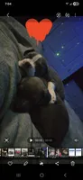 Biggie, a male American Staffordshire Terrier and American Bully for sale in Coldwater, MI – 8 of 8