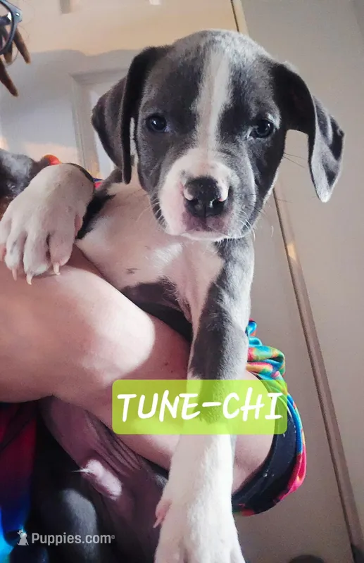 Tune-chi – American Staffordshire Terrier puppy for sale in Coldwater, MI