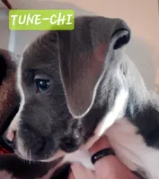 Tune-chi, a male American Staffordshire Terrier for sale in Coldwater, MI – Photo 2 of 2