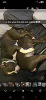 Biggie, a male American Staffordshire Terrier and American Bully for sale in Coldwater, MI – 2 of 8