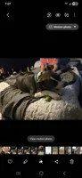 Biggie, a male American Staffordshire Terrier and American Bully for sale in Coldwater, MI – 3 of 8