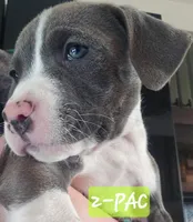 2-Pac, a male American Staffordshire Terrier for sale in Coldwater, MI – Photo 2 of 2