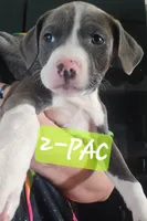 2-Pac, a male American Staffordshire Terrier for sale in Coldwater, MI – Photo 1 of 2