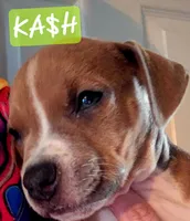 Ka$h, a male American Staffordshire Terrier for sale in Coldwater, MI – Photo 2 of 2