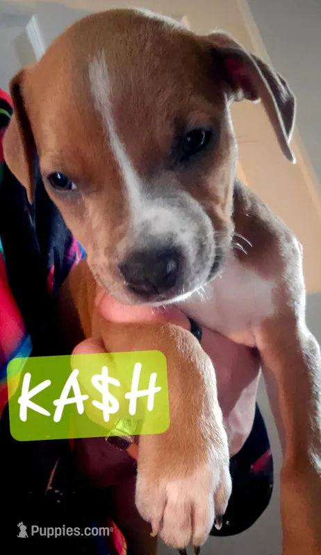 Ka$h – American Staffordshire Terrier puppy for sale in Coldwater, MI