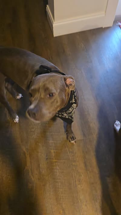 Cardi B, a female American Staffordshire Terrier for sale in Coldwater, MI – 7 of 9