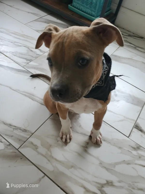 Drake – American Staffordshire Terrier puppy for sale in Coldwater, MI