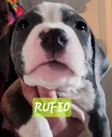 Rufio , a male American Staffordshire Terrier for sale in Coldwater, MI – Photo 2 of 2
