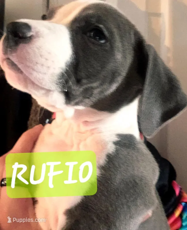 Rufio  – American Staffordshire Terrier puppy for sale in Coldwater, MI